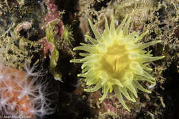 Image of Sunset cup coral