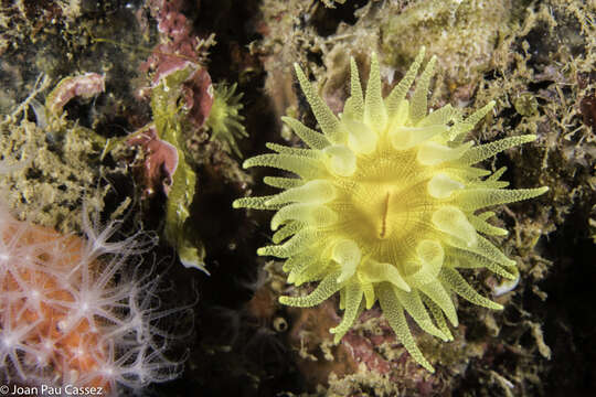 Image of Sunset cup coral