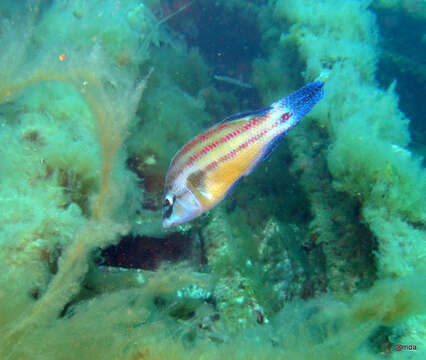 Image of East Atlantic Peacock Wrasse