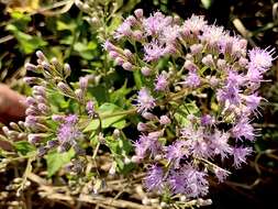 Image of Golden vernonia