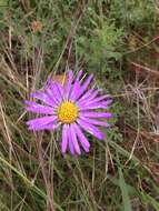 Image of tanseyleaf tansyaster