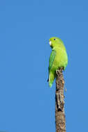 Image of Blue-winged Parrotlet