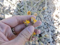 Image de Bebbia juncea (Benth.) Greene