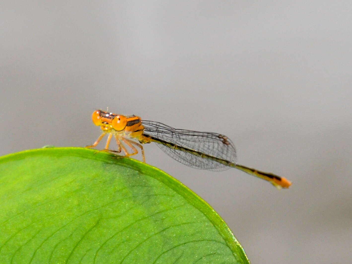 Image of Florida Bluet