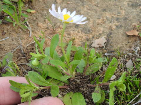 Astranthium ciliatum (Rafin.) G. L. Nesom resmi