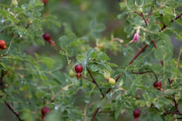 Sivun Rosa woodsii Lindl. kuva