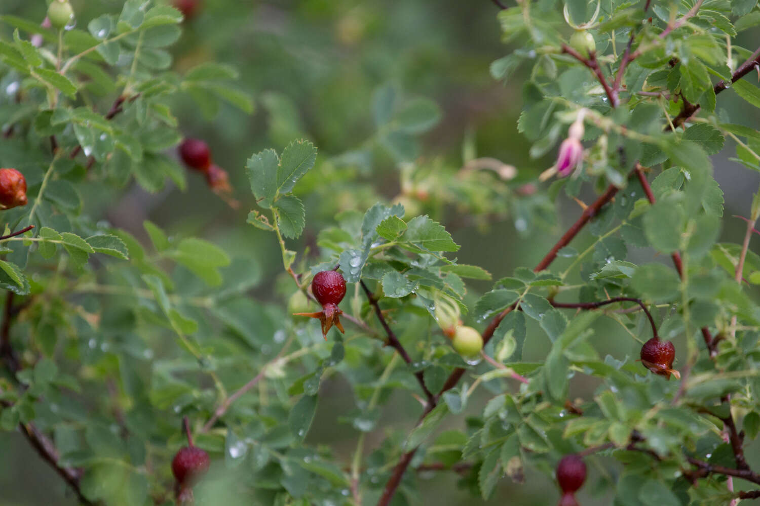 Sivun Rosa woodsii Lindl. kuva