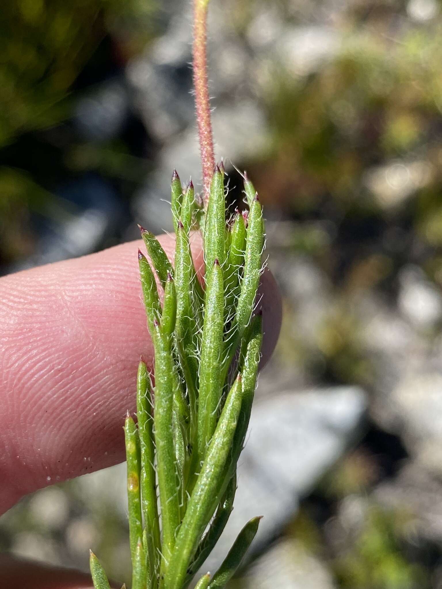 Image of Zyrphelis ciliaris subsp. ciliaris