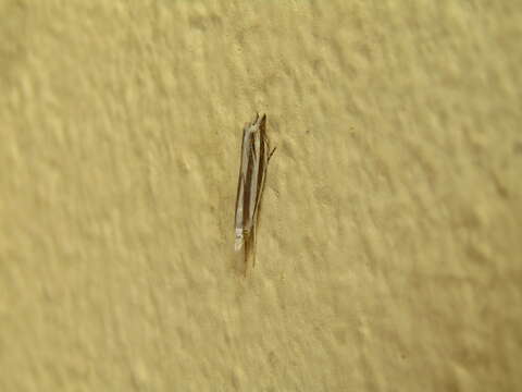 Image of Mesocrambus