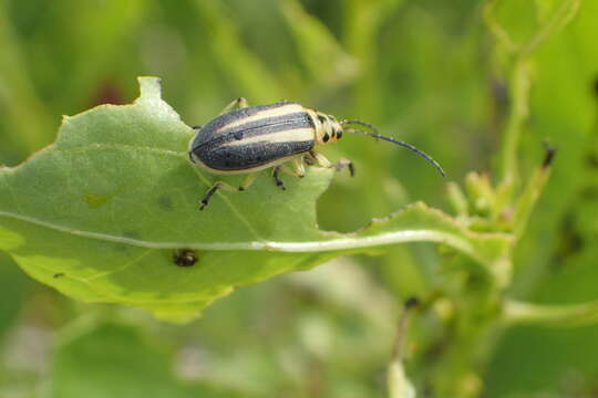 Image of Groundselbush Beetle