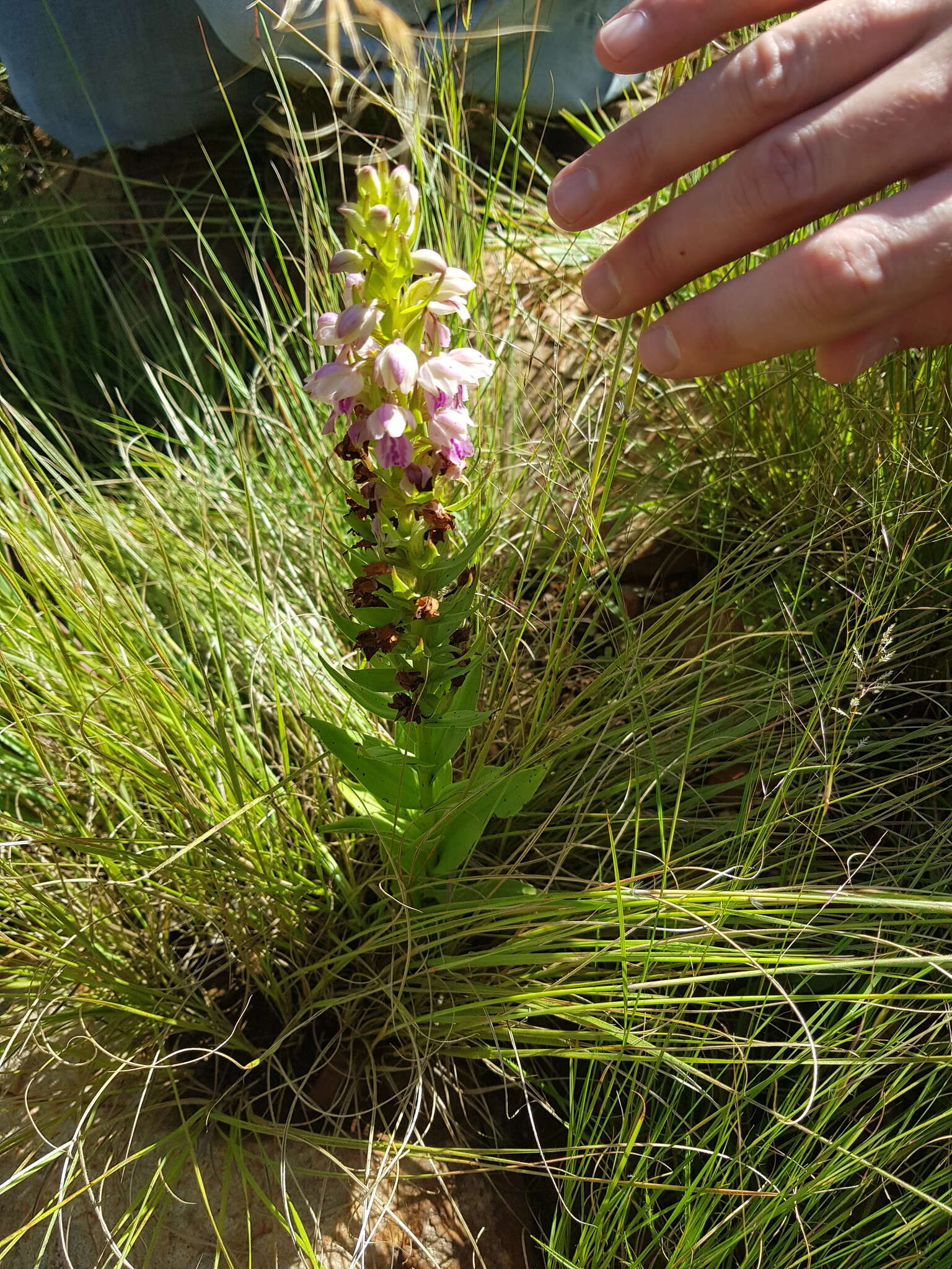 Image de Brachycorythis conica subsp. transvaalensis Summerh.