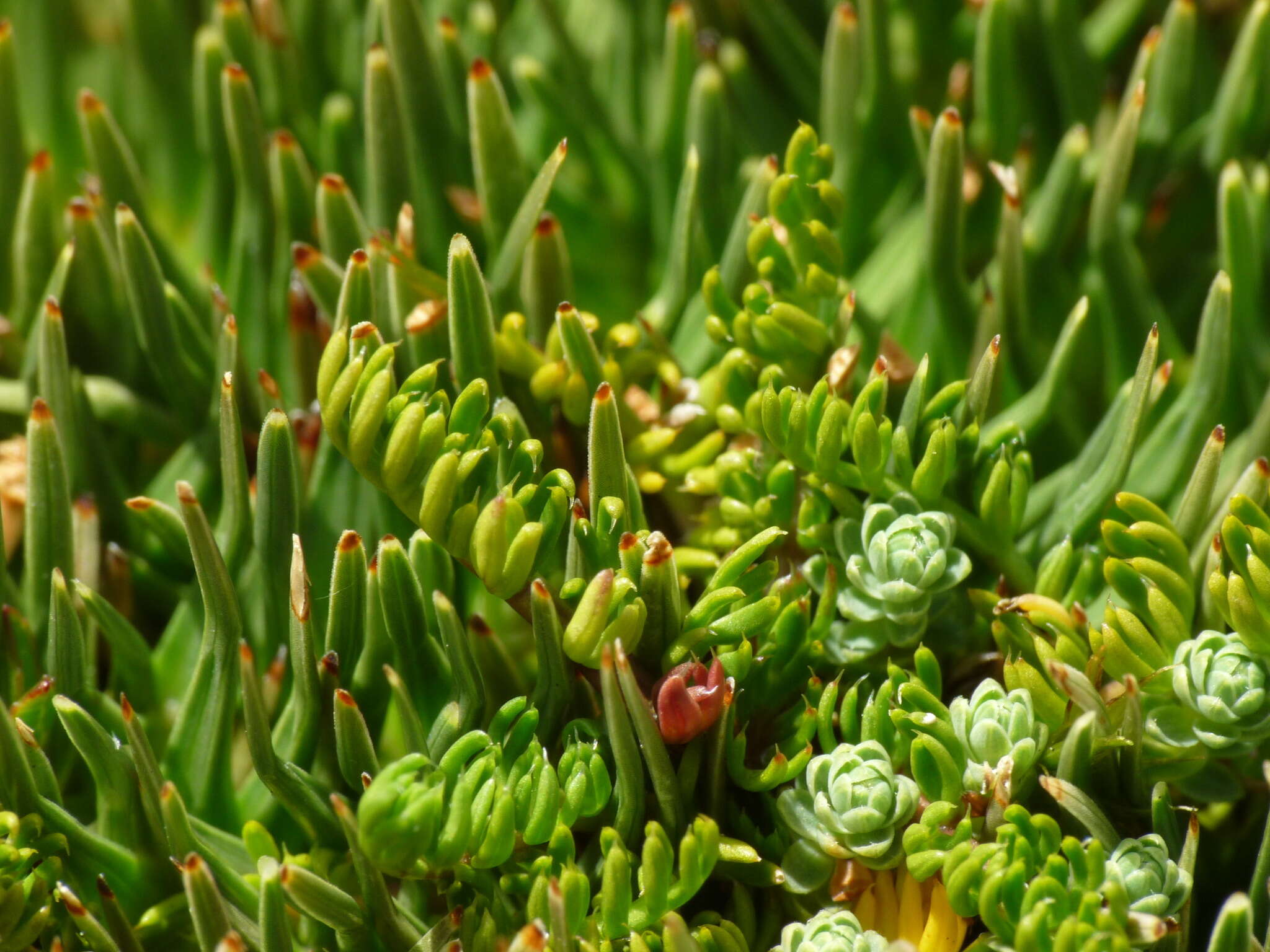 Image of Anisotome imbricata var. prostrata J. W. Dawson