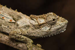 Image of Eastern Cape Dwarf Chameleon