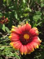 Image of <i>Gaillardia <i>pulchella</i></i> var. pulchella