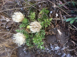 Imagem de Cirsium quercetorum (A. Gray) Jepson