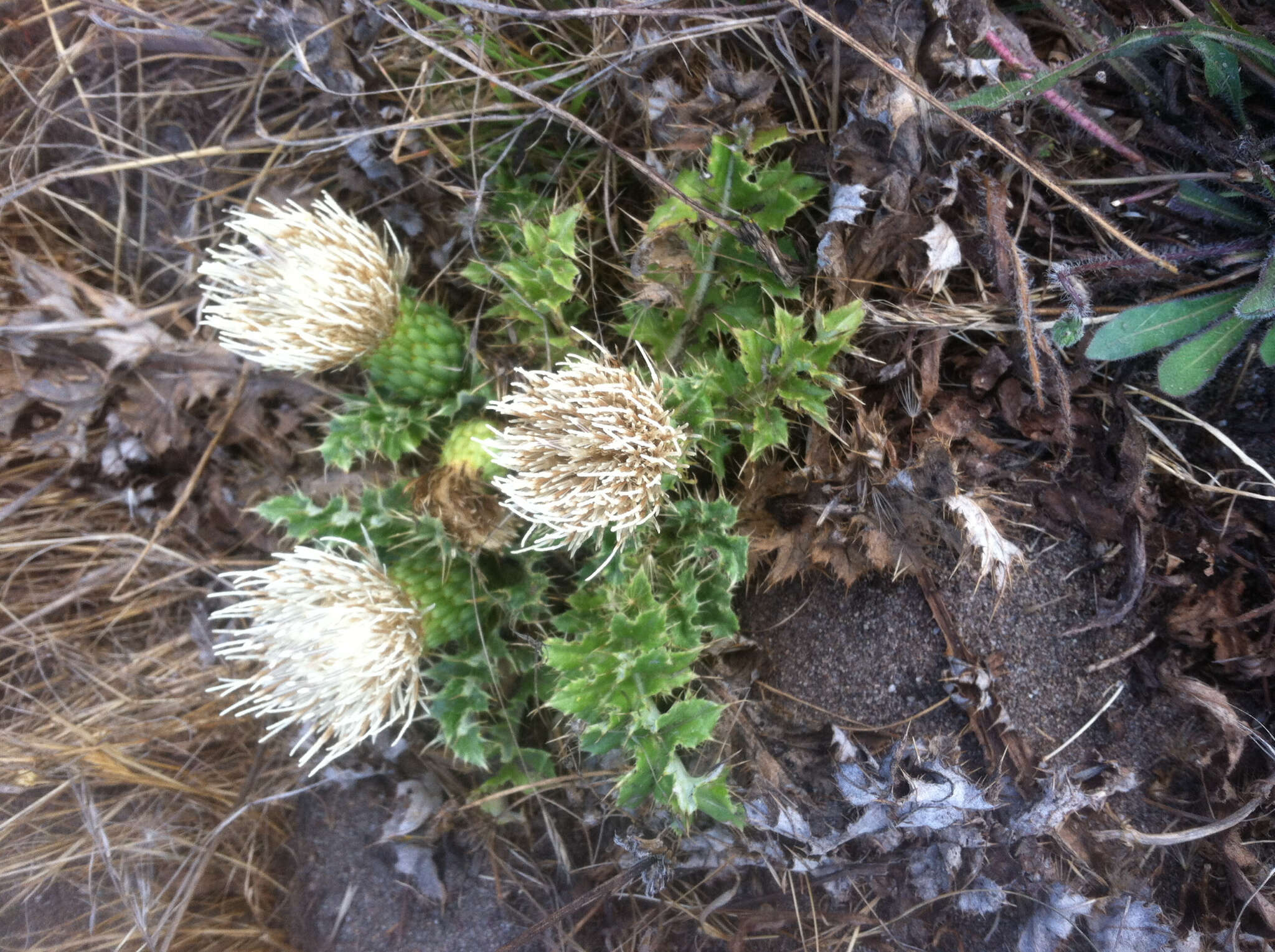 Image of Alameda County thistle