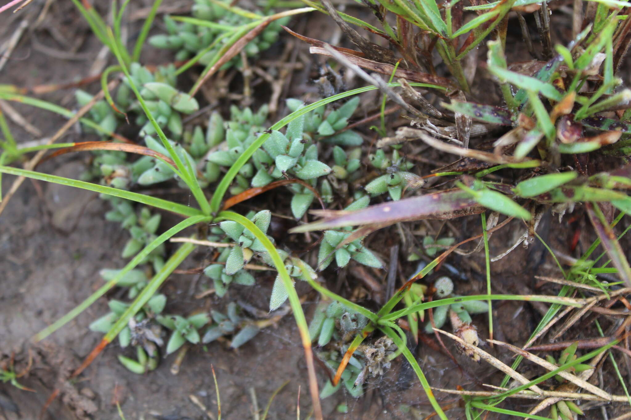 Image of Trichodiadema orientale L. Bol.