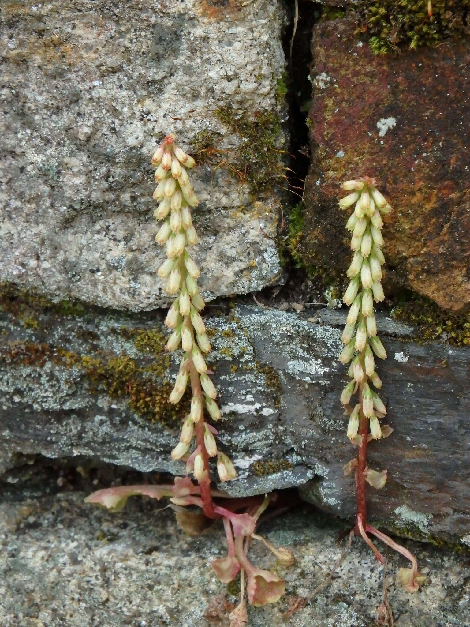 Image of Umbilicus rupestris (Salisb.) Dandy