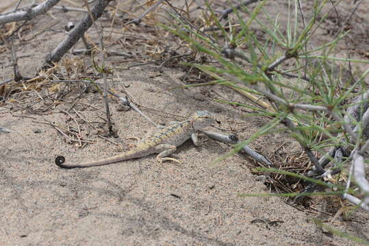 Image of Przewalski's Toadhead Agama