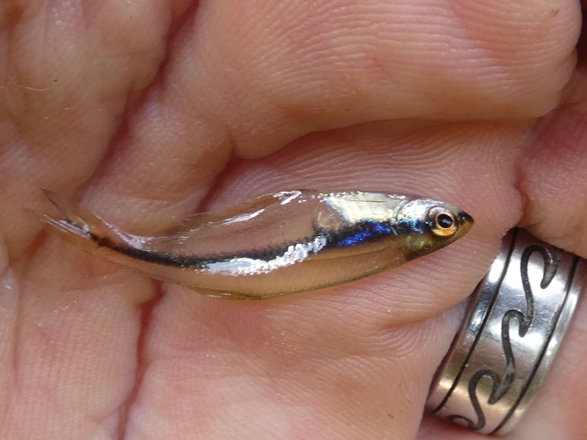 Image of Barred glass tetra