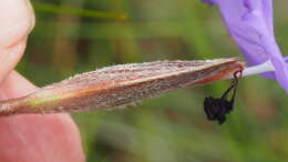 Image of Patersonia sericea var. sericea