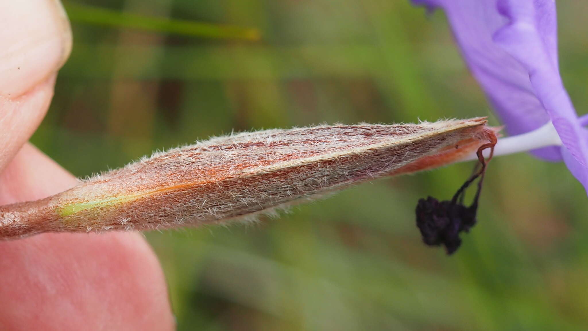 Image of Patersonia sericea var. sericea