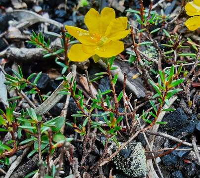 Plancia ëd Hibbertia pustulata Toelken