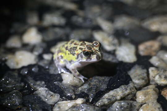 Image of Humming Frog