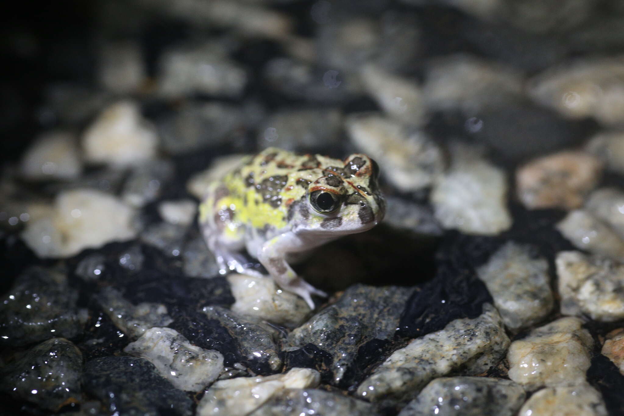 Imagem de Neobatrachus pelobatoides (Werner 1914)