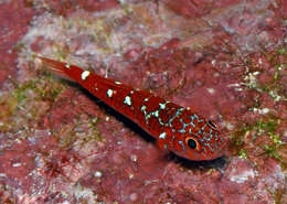 Image of Caesiura dwarfgoby