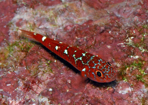 Image of Caesiura dwarfgoby