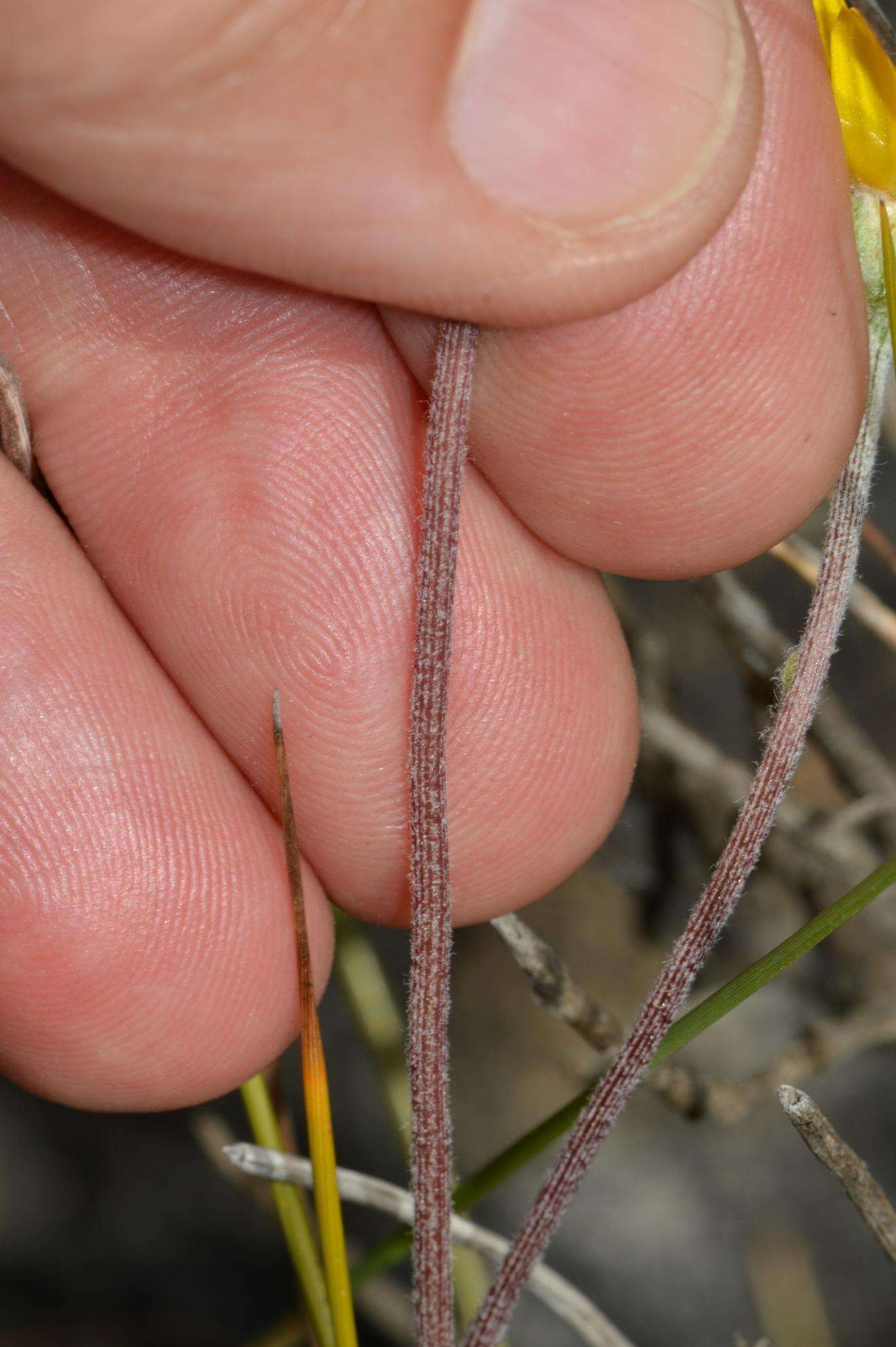 Image of Ursinia abrotanifolia (R. Br.) Spreng.