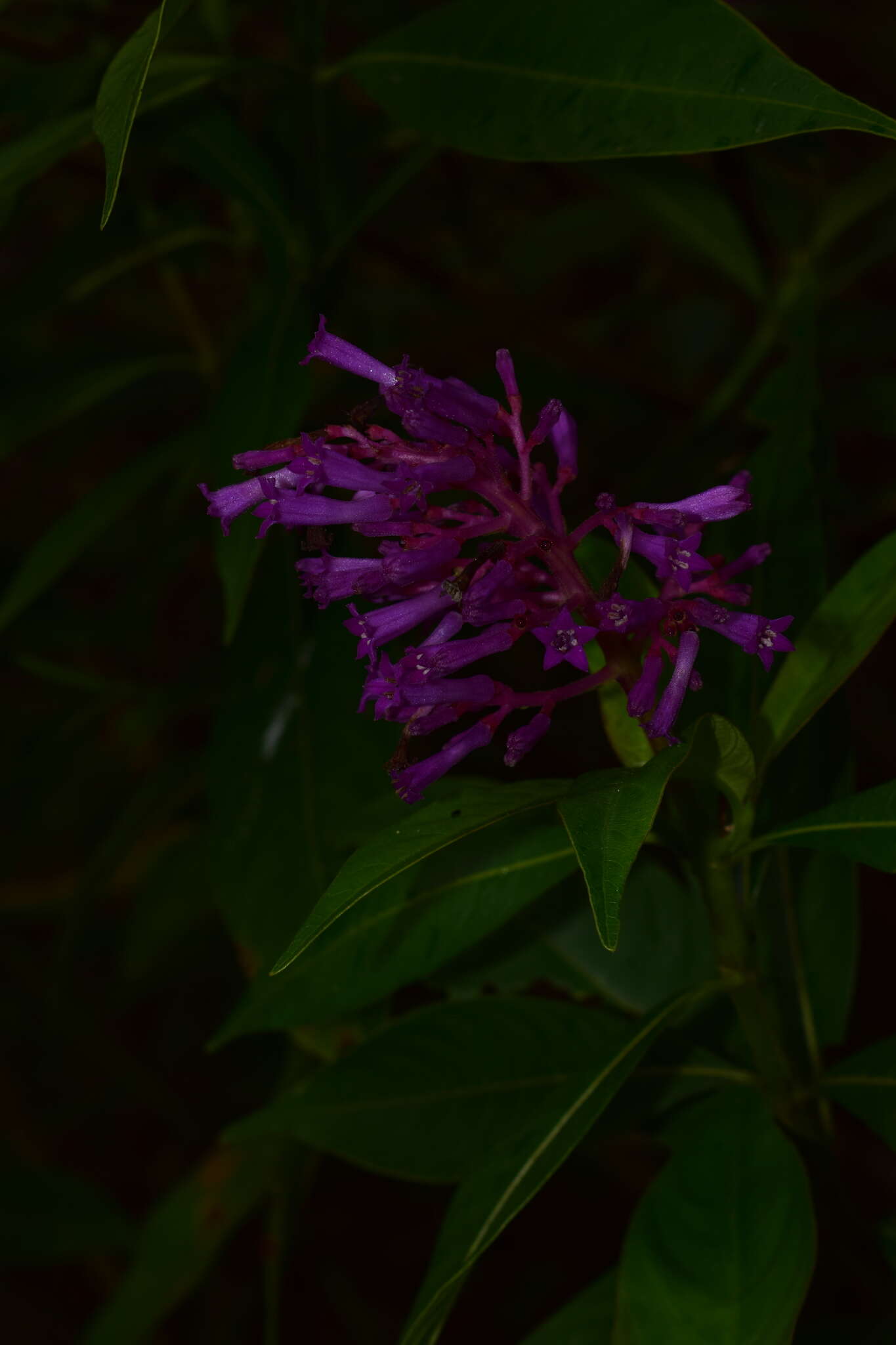 Image de Palicourea angustifolia Kunth