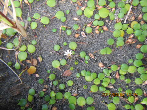 Image of Goodenia heenanii