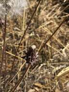 Plancia ëd <i>Agoseris <i>grandiflora</i></i> var. grandiflora