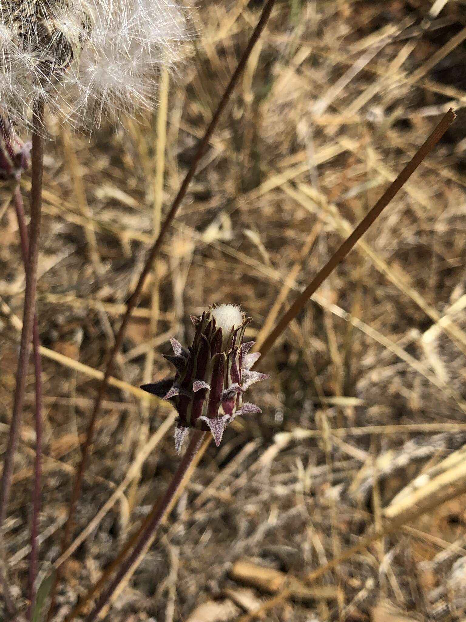 Plancia ëd <i>Agoseris <i>grandiflora</i></i> var. grandiflora