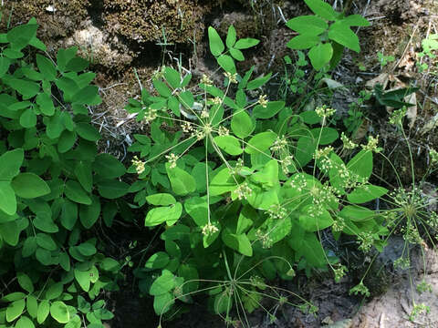 Image de Taenidia integerrima (L.) Drude