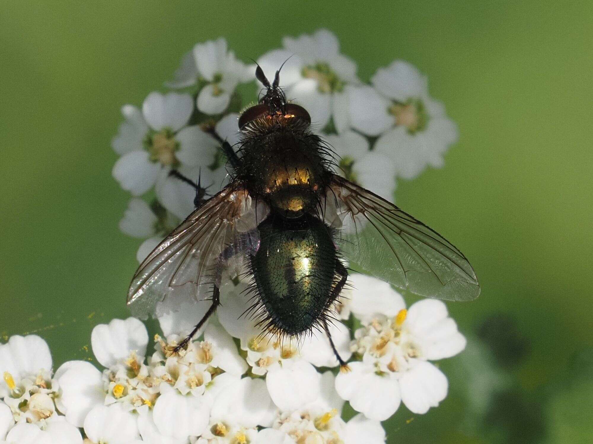 Image of Chrysosomopsis Townsend 1916