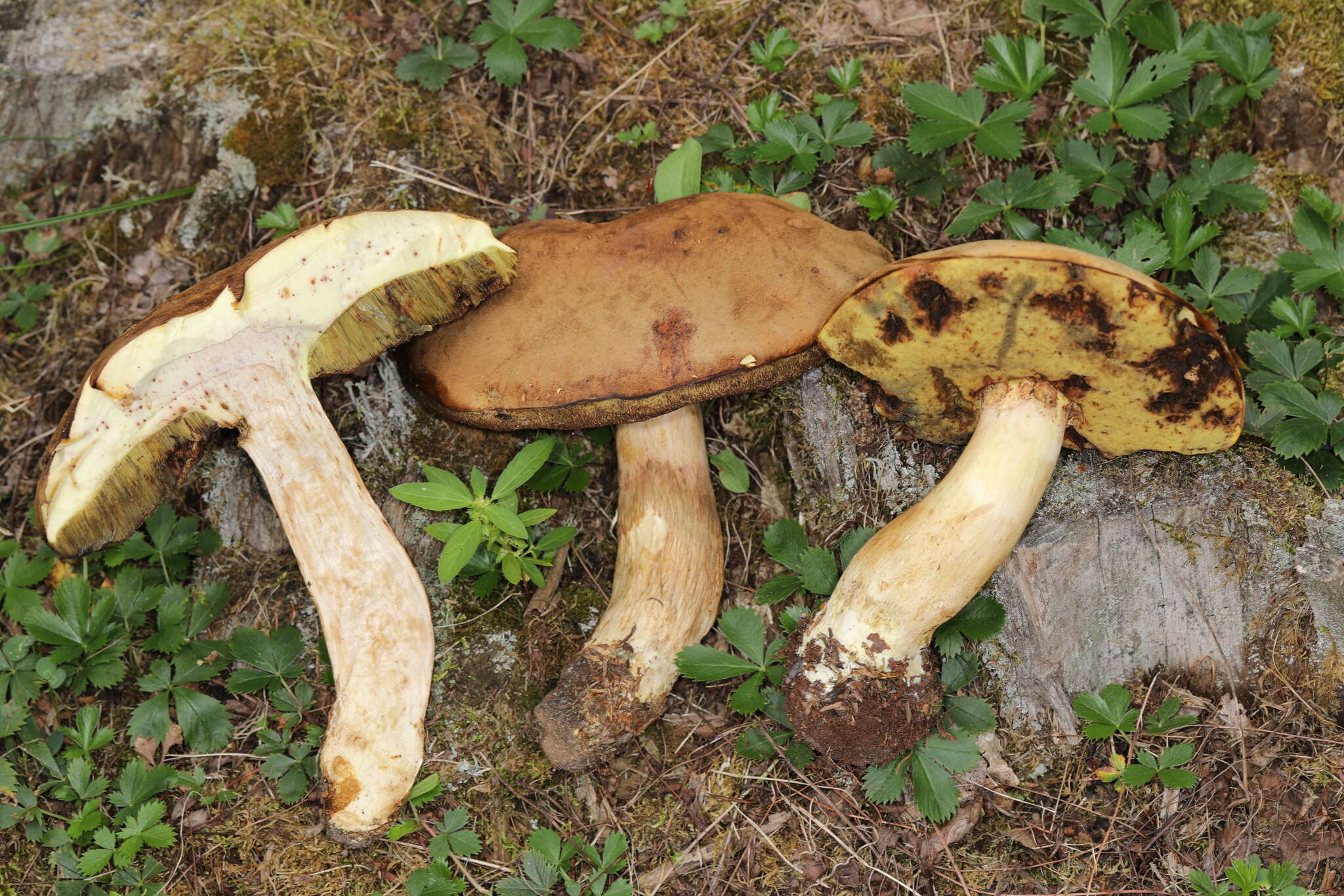 Image of Boletus huronensis A. H. Sm. & Thiers 1971