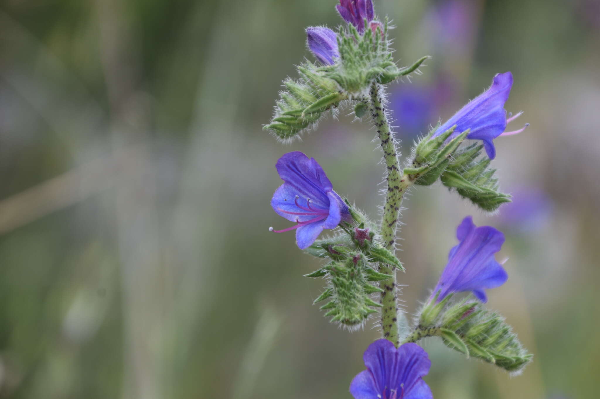 Echium vulgare subsp. pustulatum (Sm.) E. Schmid & Gams的圖片