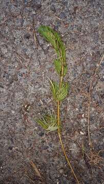 Image of fanwort