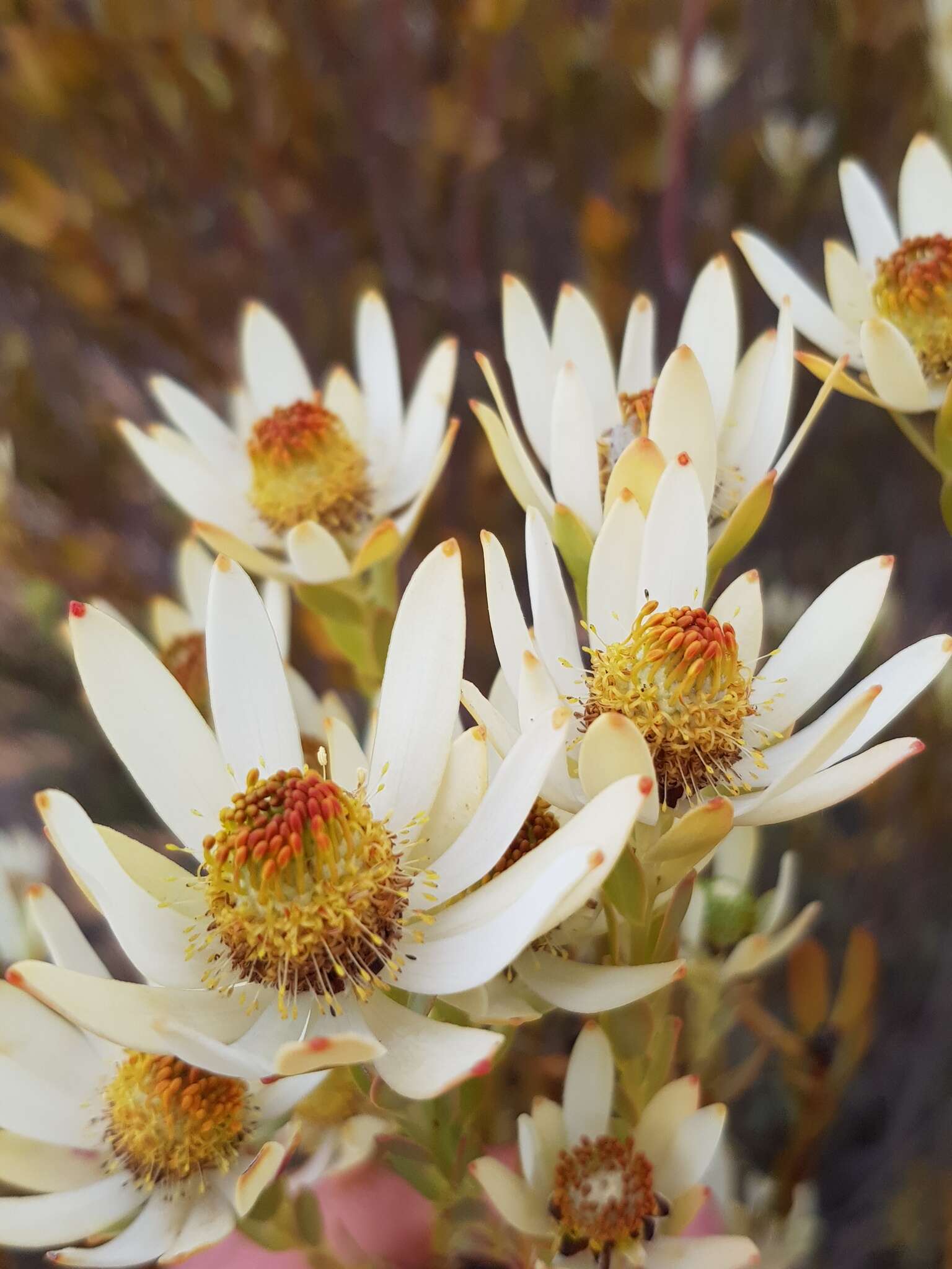 Image of Ivory conebush