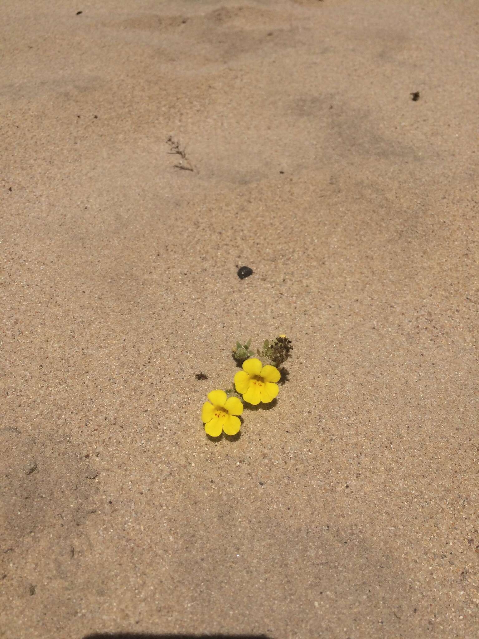 Image of Vandenberg monkeyflower