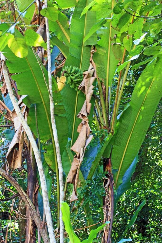 Image of Musa borneensis Becc.