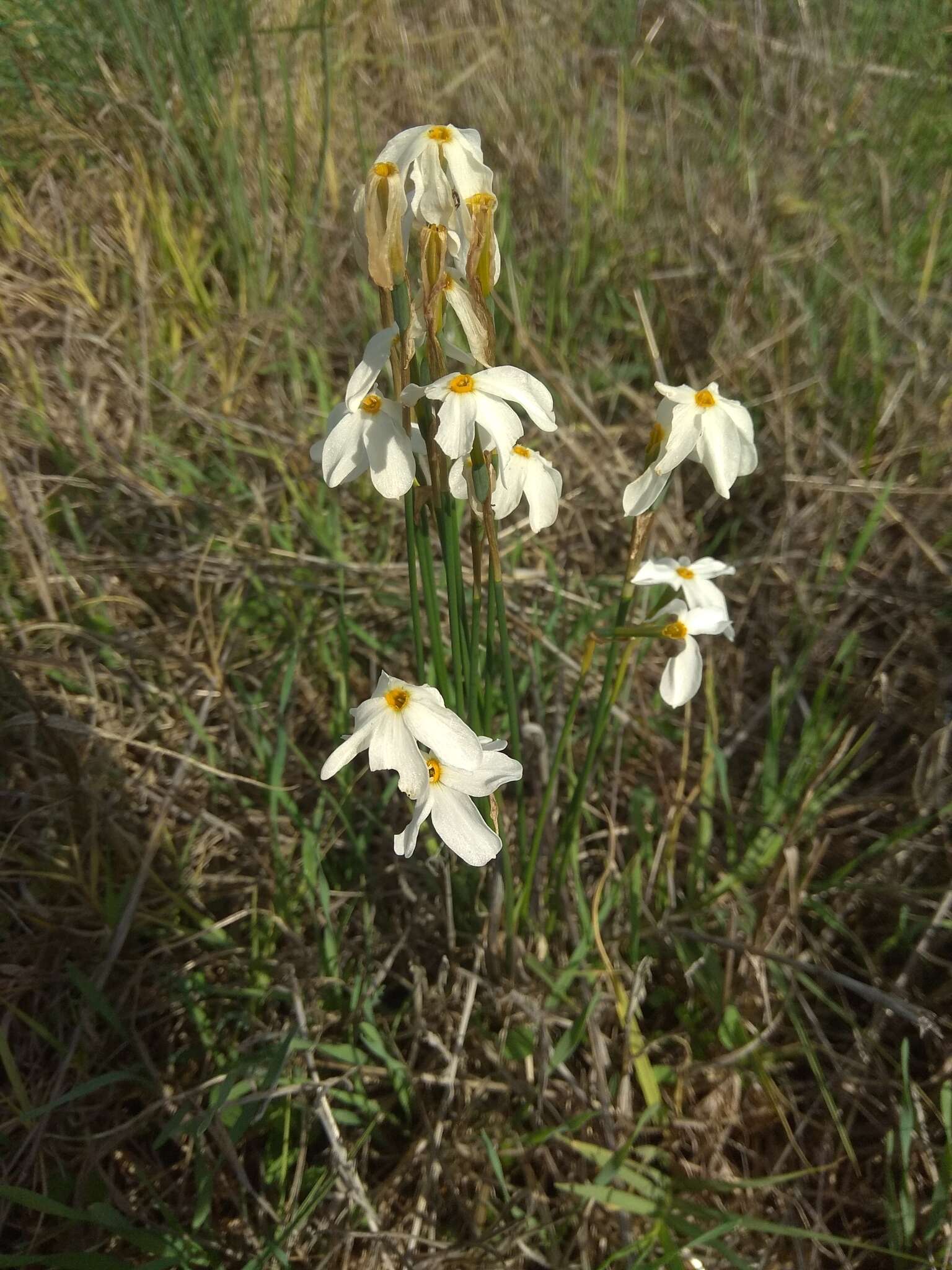 Image of Narcissus obsoletus (Haw.) Spach