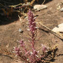 Image of Coris monspeliensis subsp. maroccana (Murb.) Greuter & Burdet