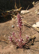 Image of Coris monspeliensis subsp. maroccana (Murb.) Greuter & Burdet