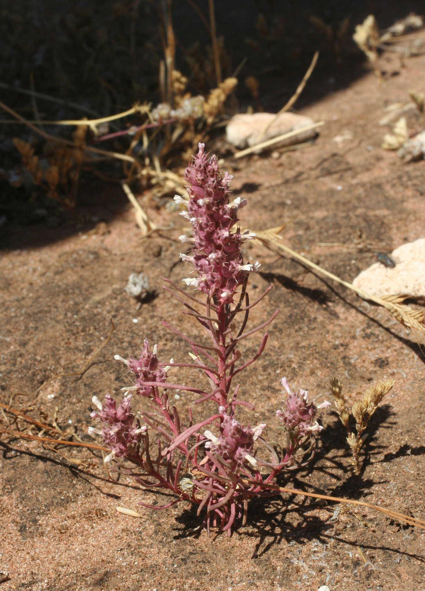 Image of Coris monspeliensis subsp. maroccana (Murb.) Greuter & Burdet