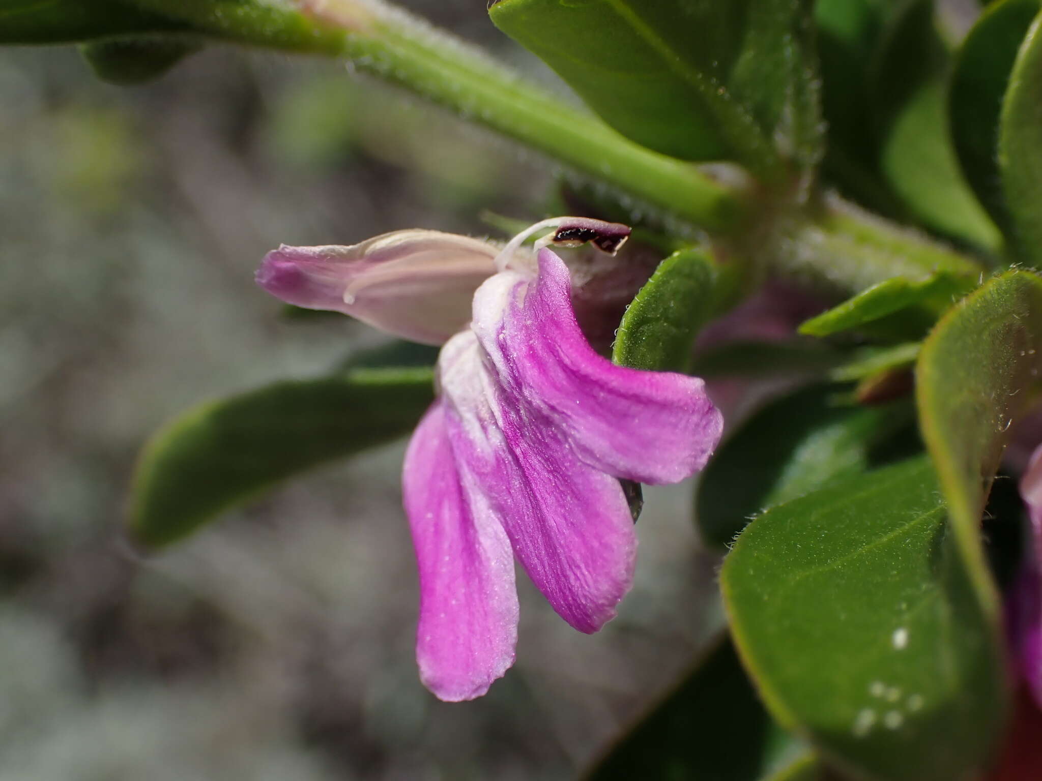 Image of Justicia capensis Thunb.