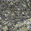 Image of Elaeocarpus recurvatus Corner